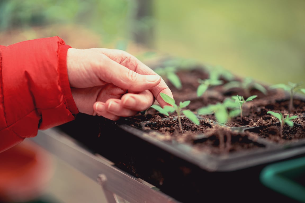 Як правило висаджувати дині та кавуни на розсаду — поради та інструкція