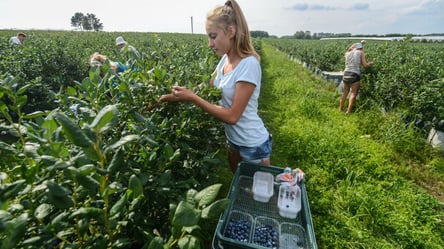 Зарплата 1 500 грн в день — работа на ягодной ферме вблизи украинской границы - 290x160