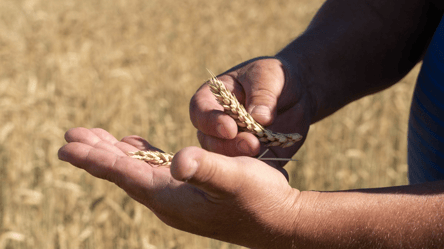 Такого давно не було — що сталося з цінами на зерно в Україні - 290x160