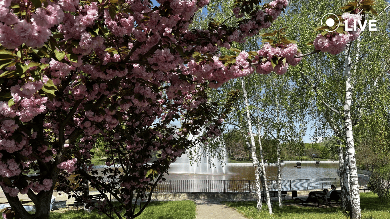 Дерева сакури