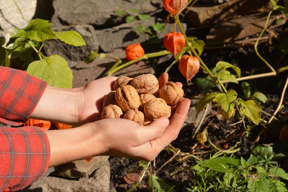Человек, держащий в руках грецкие орехи