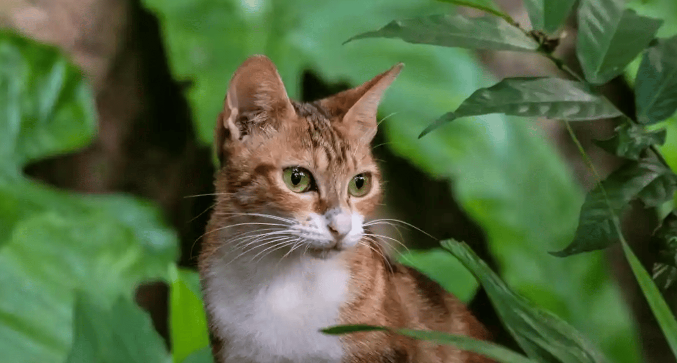 Кот в траве