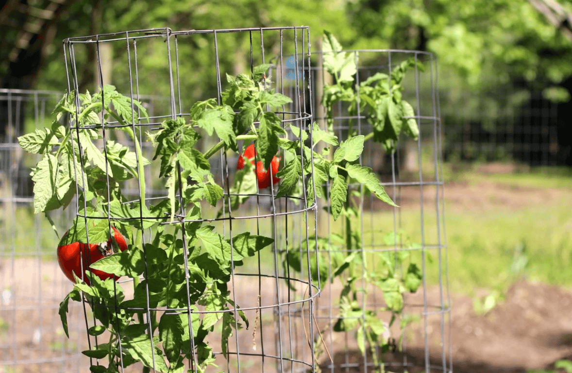 Помидоры на опоре