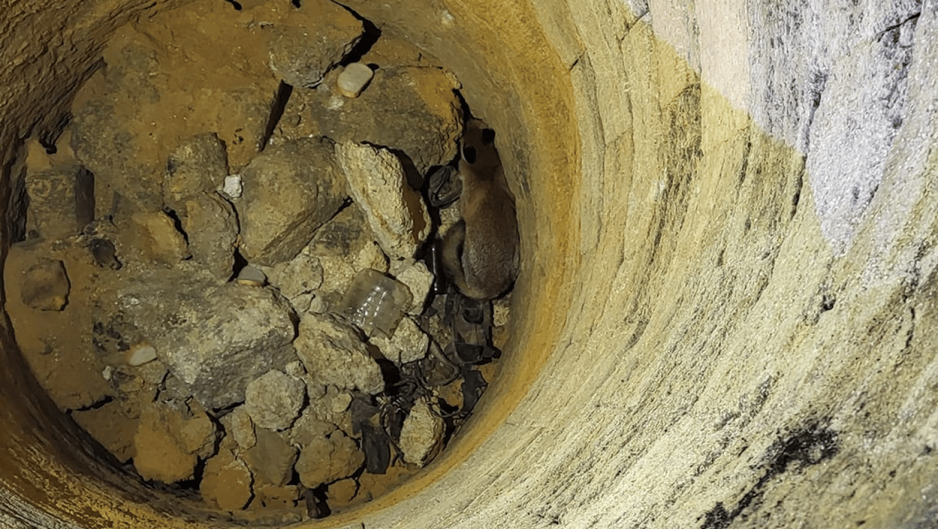 Підземна пастка — в Одесі врятували дикого звіра, фото - фото 1