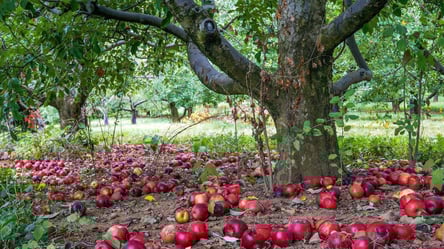 Гнилі яблука в саду та городі — компост та використання - 285x160