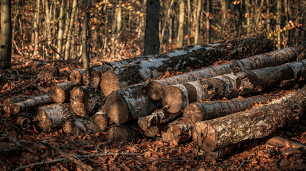 Сухостій на вулиці — чи можна рубати на дрова у 2025 році - 285x160