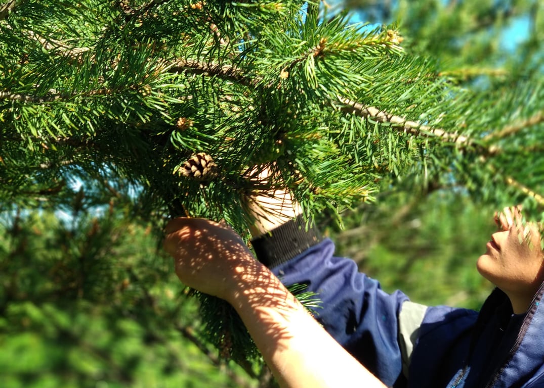 Для чего можно использовать сосновые шишки на огороде и саду