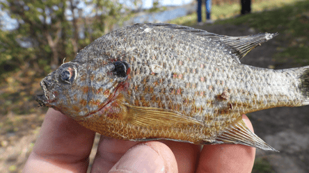 Экологи обеспокоены — в Украине обнаружили опасную "гостью" - 285x160