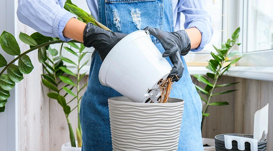 Як пересадити заміокулькас з поділом куща