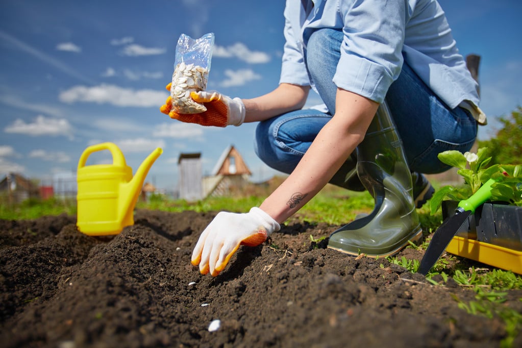 Когда сеять тыквы в открытый грунт в 2025 году