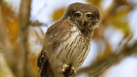Самая маленькая сова Украины — в Чернобыле живет уникальная птица - 285x160