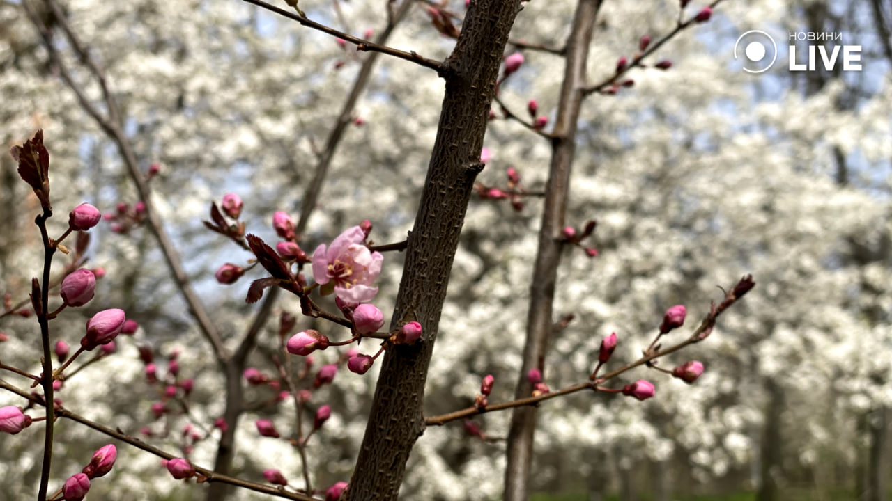 Природа Одеси прокидається — весняний квіт у парку Перемоги - фото 3