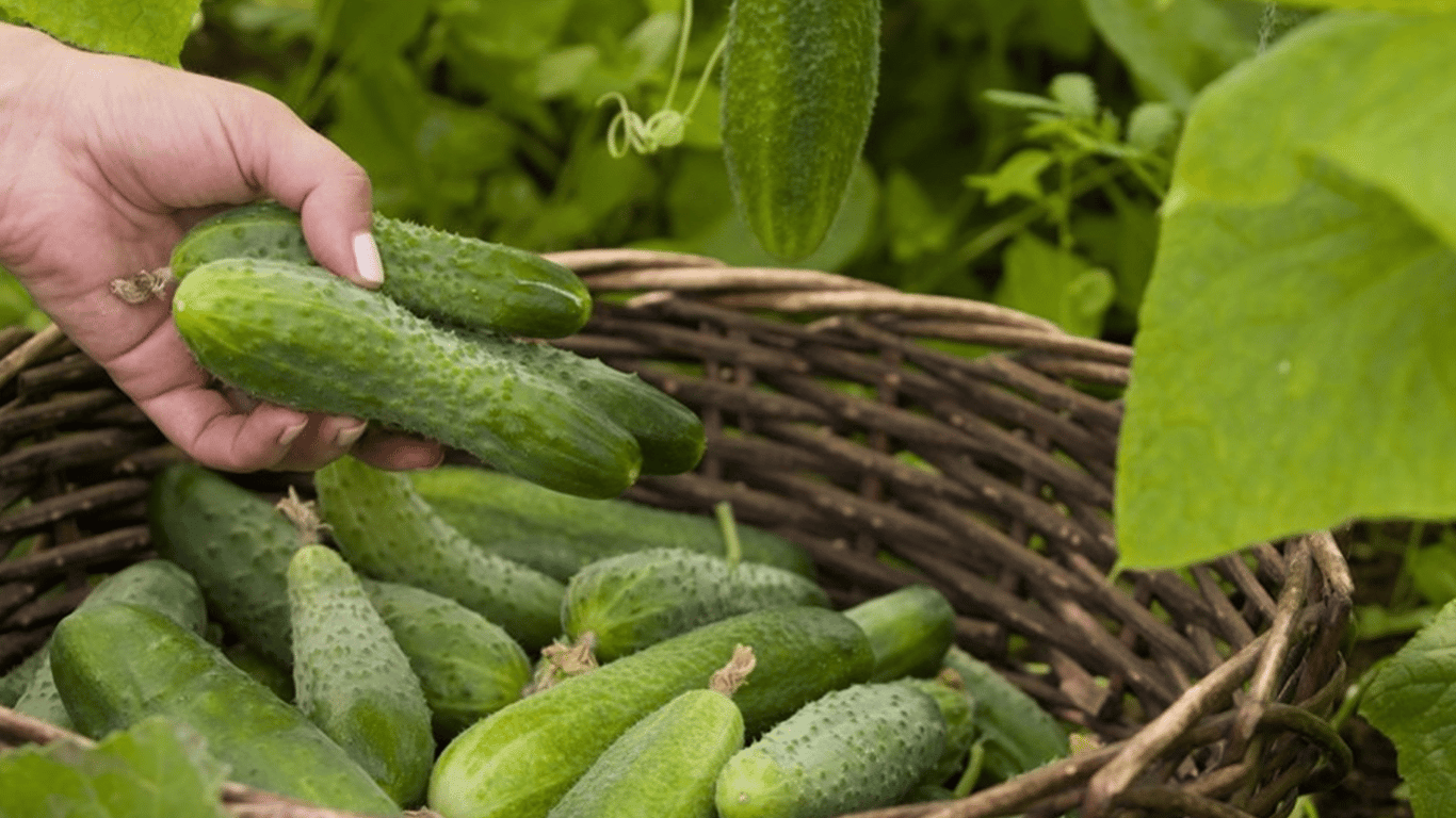 Sun and Pest Protection — Cucumbers Companion Plants Guide - 250x140