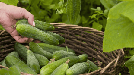 Sun and Pest Protection — Cucumbers Companion Plants Guide - 285x160