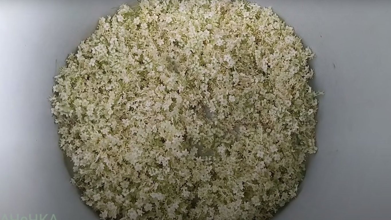 рецепт кваса из бузины