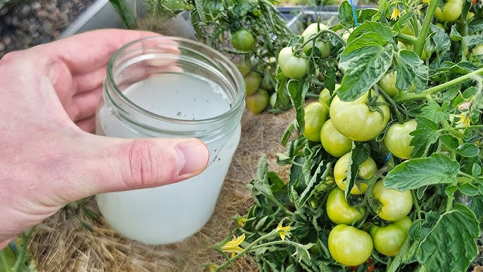 Подкормка помидоров на огороде