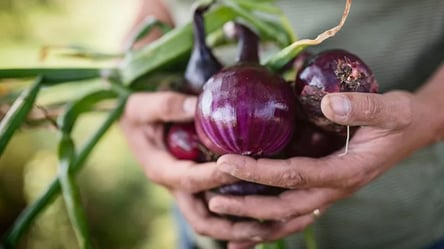 Секрет великого врожаю — які сорти червоної цибулі найкращі - 290x160