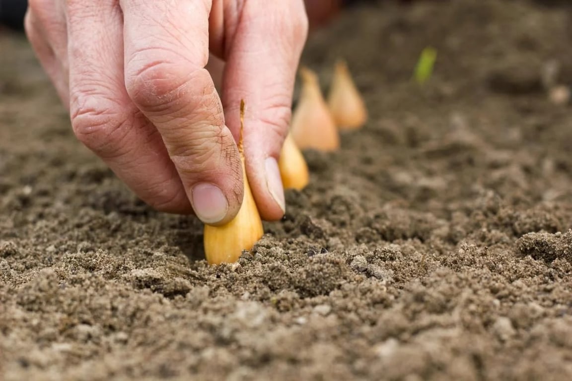 Врожай цибулі можна збільшити вдвічі — просто додайте це в кожну лунку
