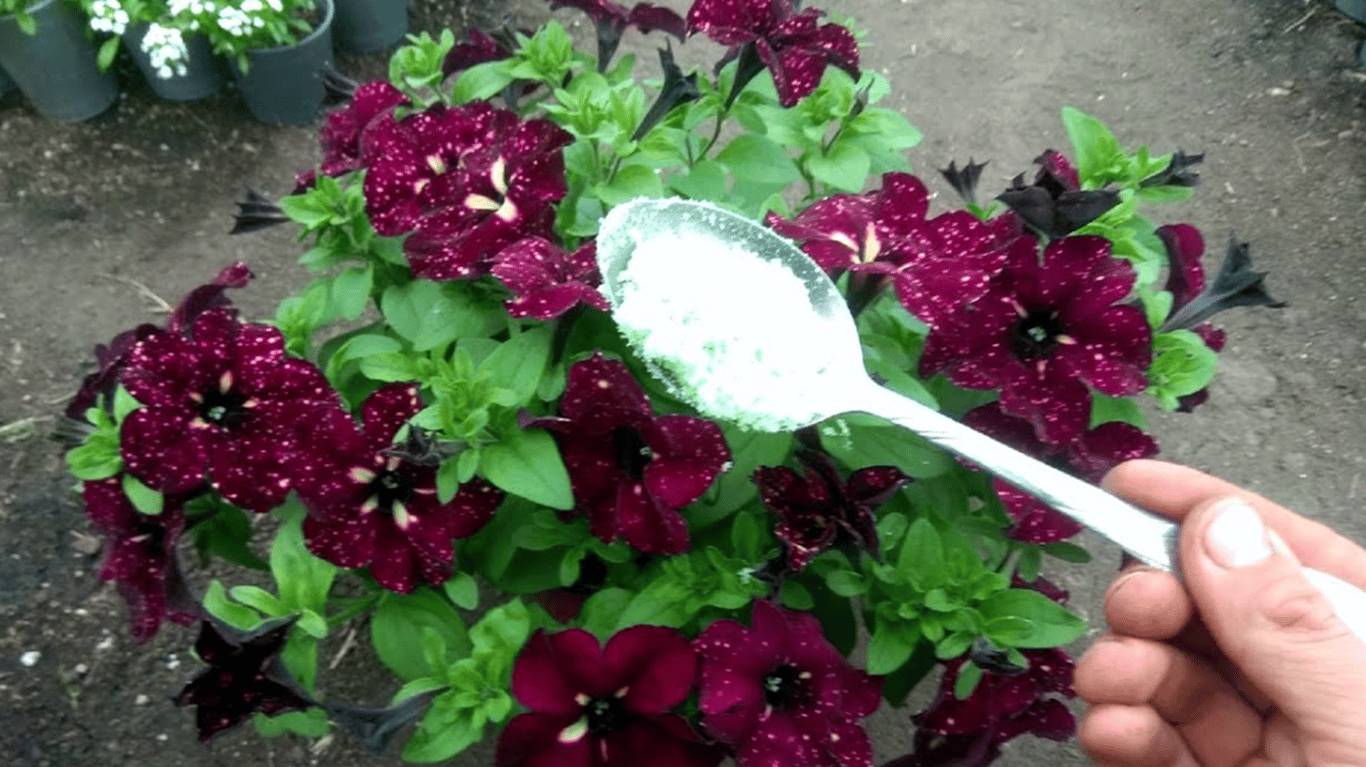 Удобрение петуний