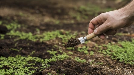 Посій ці сидерати зараз — і врожай 2026 буде рекордним - 285x160