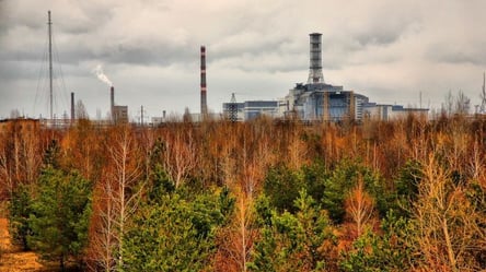 A man was punished for collecting mushrooms in the Chornobyl zone - 285x160