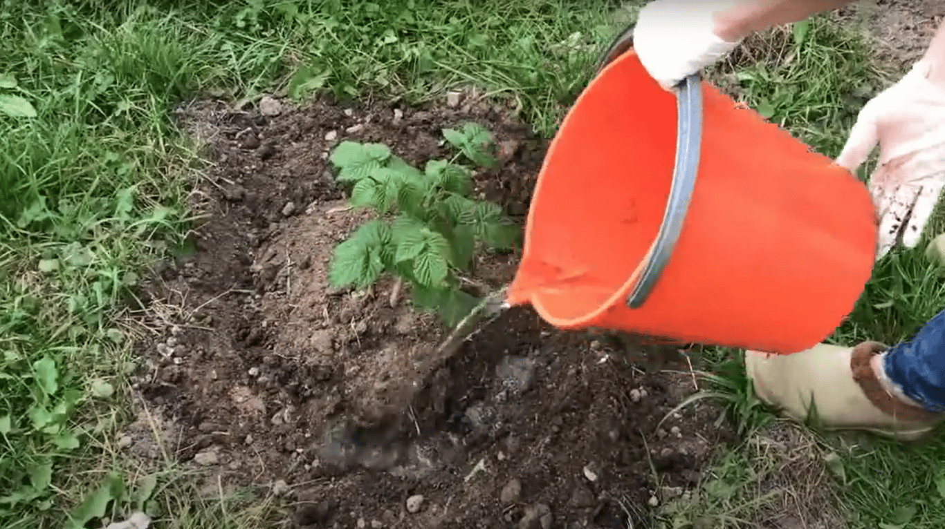 Полив малины