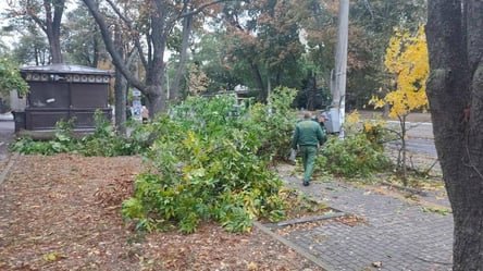Наслідки негоди: в Одесі вітер повалив десятки дерев - 285x160