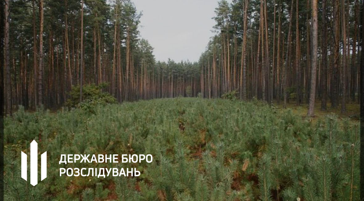 Пустир на місці зрубаних дерев