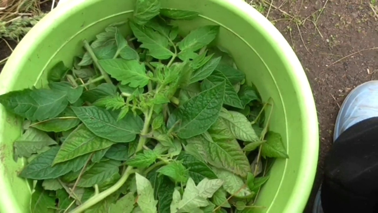 Настой из ботвы помидоров