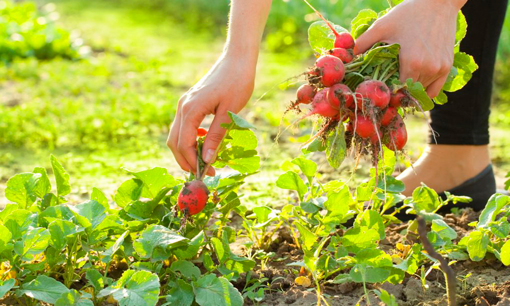 Человек, собирающий урожай редиса