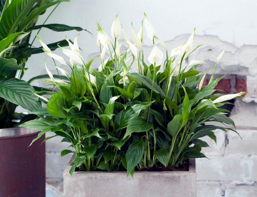 Спатифиллюм