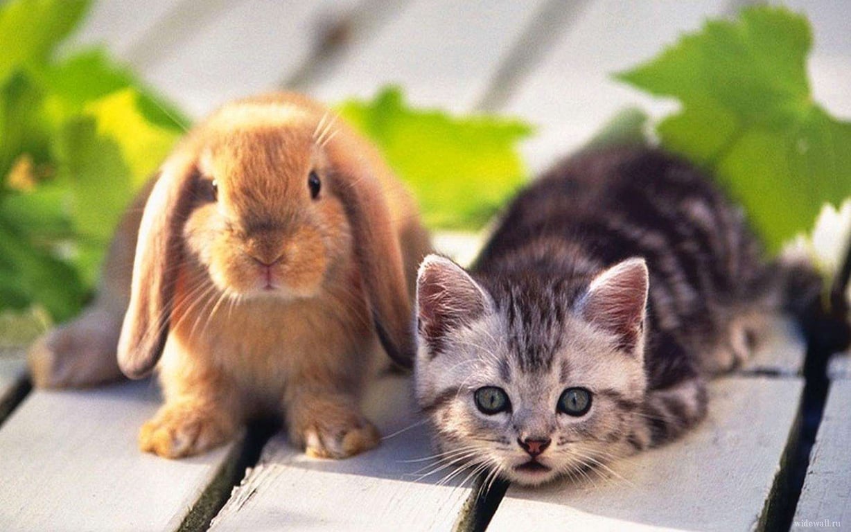 Китайський гороскоп на 2025 рік Змії для всіх знаків — Кролик