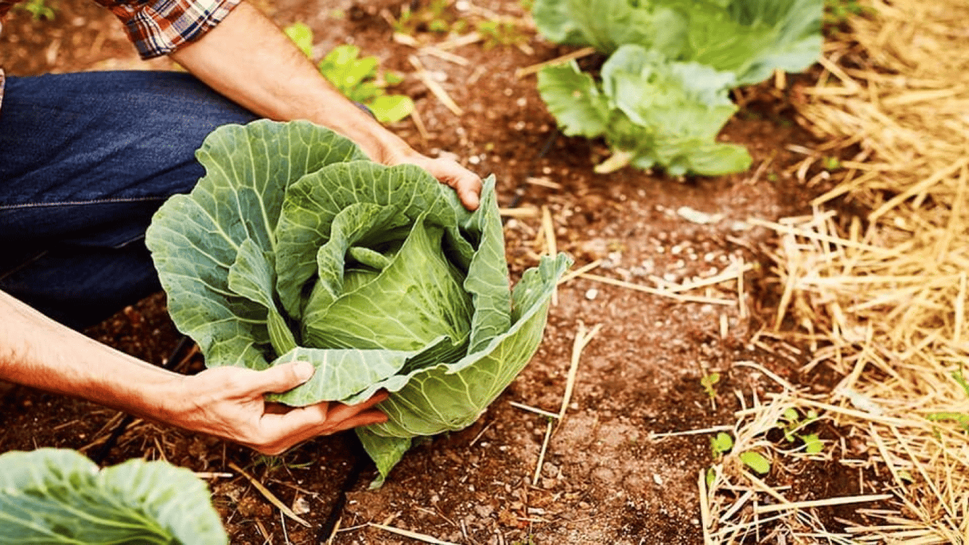 Чем подкормить капусту на огороде — секреты большого урожая