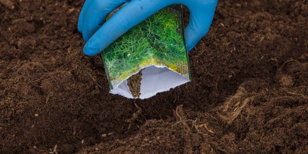 Посев укропа