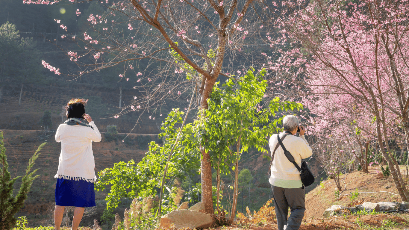 Чи можна садити сакуру в саду – фахівці розповіли, як це правильно робити