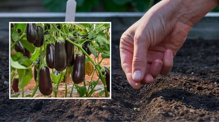 Посев баклажанов на рассаду в 2026 году — четыре урожайные даты - 285x160