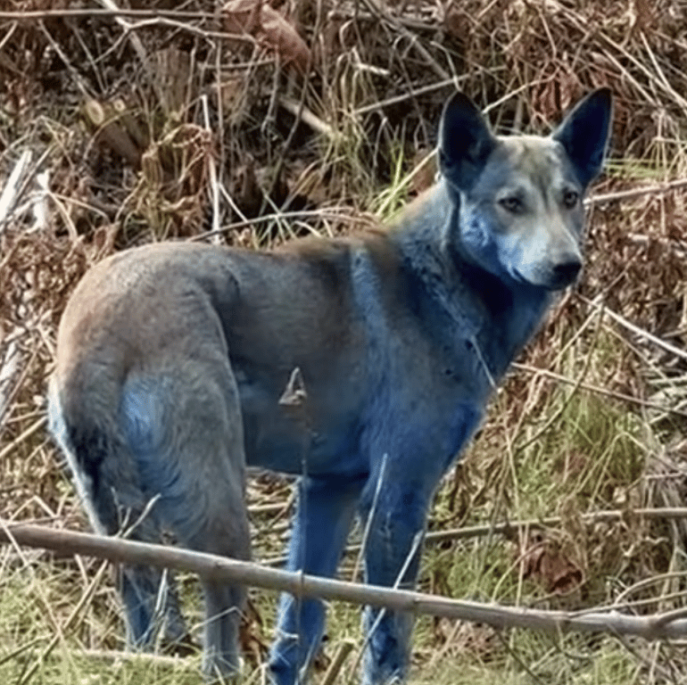 Сині собаки Чорнобиль