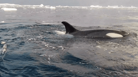 Українські полярники зафіксували неймовірне в океані — відео - 285x160