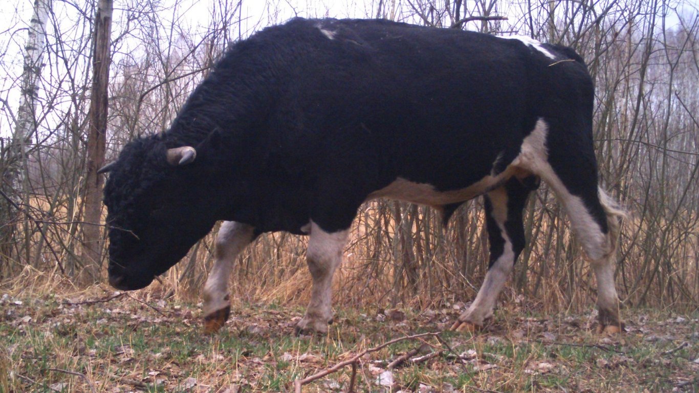 В Чернобыле живет стадо одичавших коров — как они там оказались