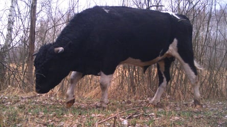 В Чернобыльской зоне живет стадо диких коров: как они там оказались - 285x160