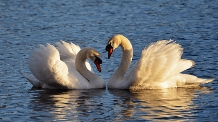 Вірні одне одному — які тварини створюють пари раз на життя - 285x160