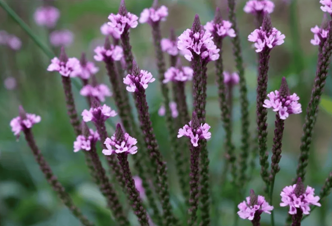 Куст ведьминой вербены