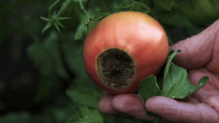 Вершинная гниль на помидорах — откуда берется и как ее побороть - 285x160