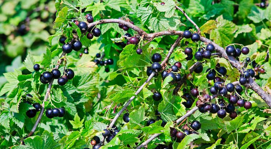 Куст смородины с большим урожаем
