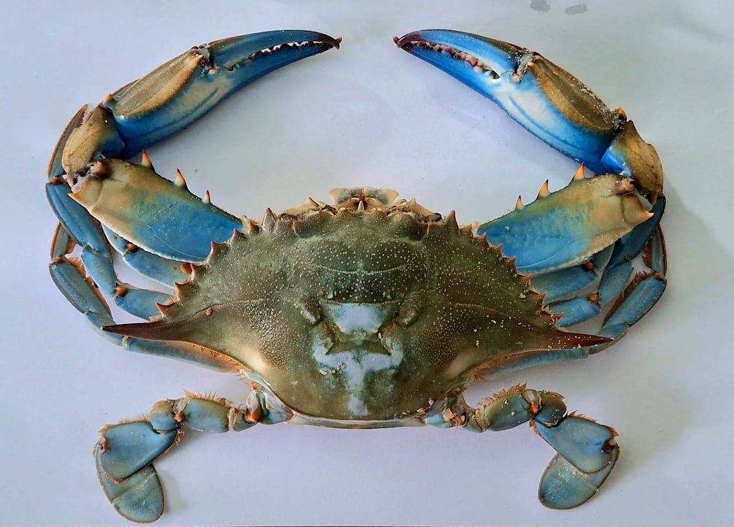 Американський краб