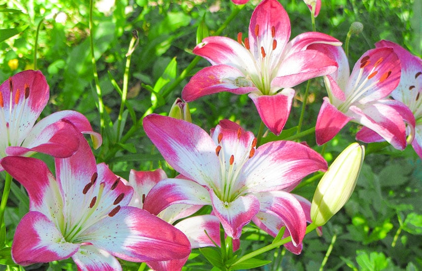 Красивые яркие лилии на улице.