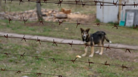 В Чернобыле волонтеры шокировали фото собак очень странного цвета - 285x160