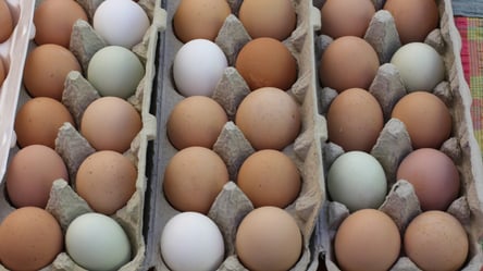 В Украине подешевели яйца — какая минимальная цена за упаковку - 285x160