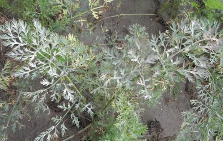 Листья моркови, пораженные мучнистой росой