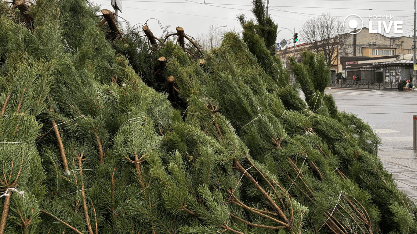 Ціни на живі ялинки на ринку в Одесі у 2025 році